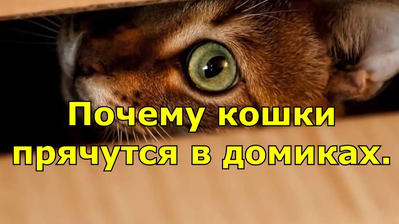 Коты Прячутся Фото