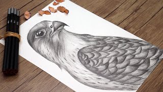 How to Draw a Falcon Step by Step | Realistic Falcon Drawing | Shaheen Sketching Tutorial