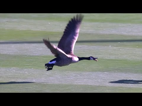 Goose invades baseball field!