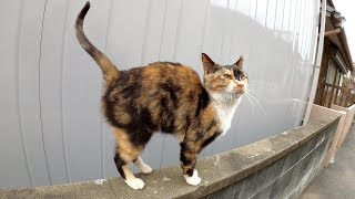 茶トラ猫をモフり終わると、三毛猫も順番待ちをしていた