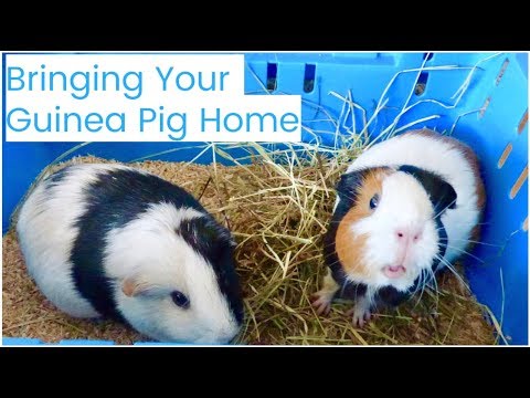 what to do with a new guinea pig