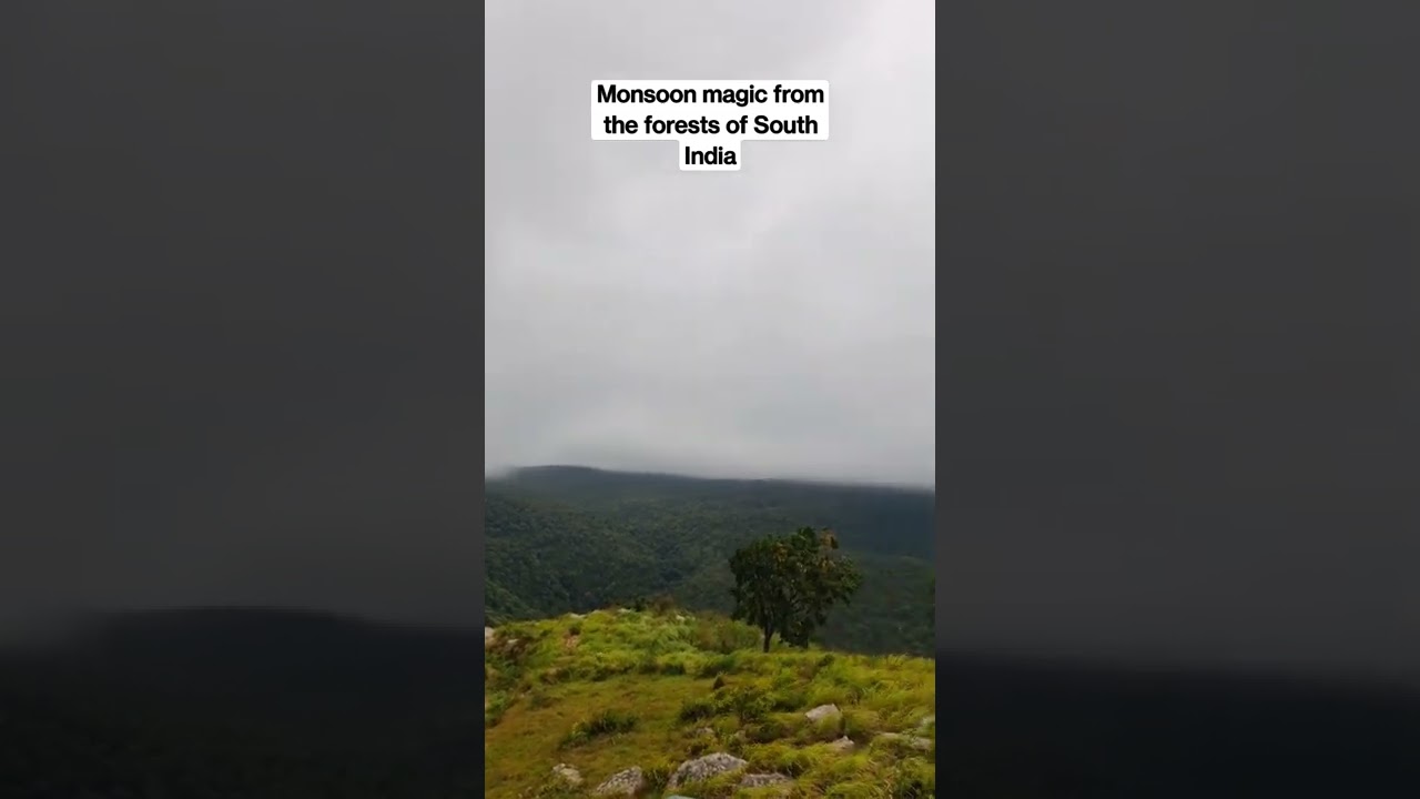 Monsoon Magic from the forests of South India 