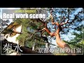 【Real work scene】庭師が赤松の新芽を取り除く- 南禅寺参道 菊水 -Remove the red pine sprouts at KIKUSUI