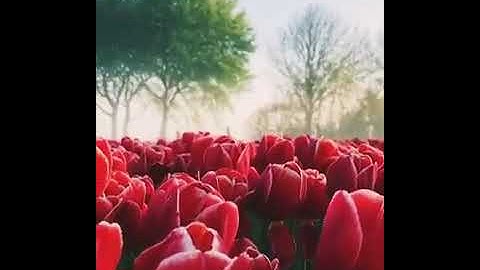 يا ايها الناس اتقوا ربكم/ اجمل حالات وتساب ومقاطع دينيه/ القارئ عمر الدريويز/ تلاوه عذبه وخاشعه