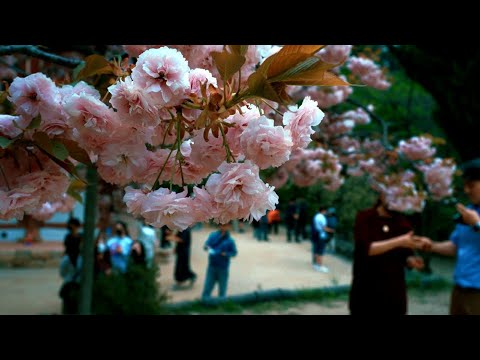 [4K Walk] 겹벚꽃과 고사찰의 아름다운 풍경, 서산 개심사 Temple Walk, Seosan, Korea