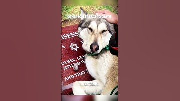 Other dogs react to death Vs This bro #edit #usa