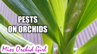 Signs of pests on Orchids