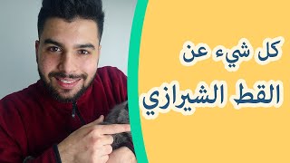 ما معنى قط شيرازي و قطط شيرازي , صفات القطط الشيرازي , أنواع الشيرازية وكيف تم تهجينها و العناية بها