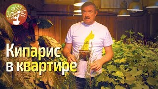 Кипарис вечнозелёный Кипарис вечнозелёный