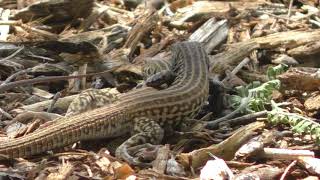 Western Whiptail Lizards Courtship and Mating