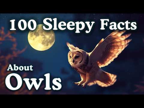 The Most Relaxing Facts About Owls to Fall Asleep To — No Adverts