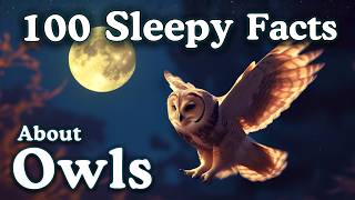 The Most Relaxing Facts About Owls to Fall Asleep To — No Adverts