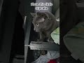 cute little thing #cat #fyp #funny