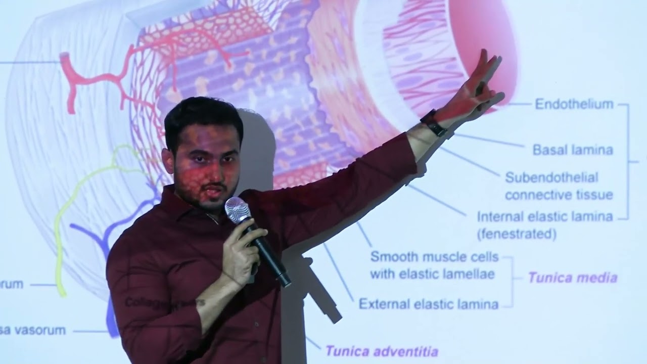 Лекция по гистологии кровеносных сосудов: идентификация эластических и мышечных артерий и вен | M...