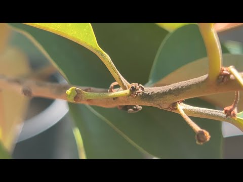 Star Apple Aka Caimito/Milk Fruit is Flowering and Bearing Fruits December 26th 2021