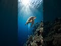 Por que as Tartarugas Marinhas Choram? 🐢💧