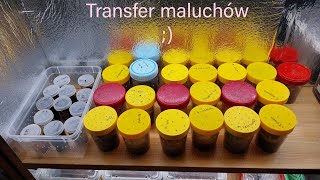 Transfer maluchów :)