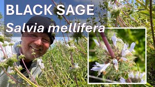 CALIFORNIA BLACK SAGE Salvia mellifera in Coto de Caza, Orange County by BATTLEFOXX LIVING EARTH - Nature, Coto de Caza 284 views 4 weeks ago 5 minutes, 36 seconds