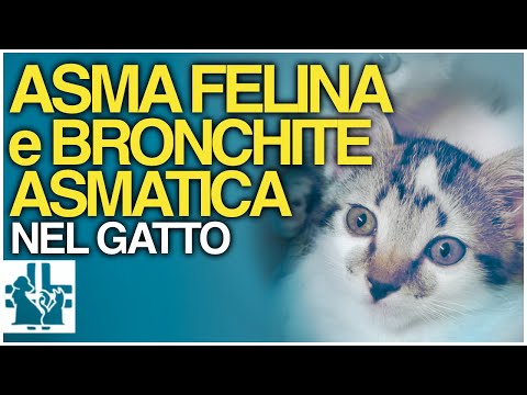 Video: Kissat, joilla on astma: AeroKat Feline Aerosol Chamber