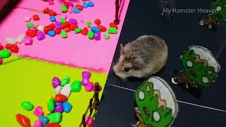 Hamster Escape Maze Baby Hamster Maze Escape Challenge | My Hamster Heaven