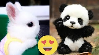Cute baby animals Videos Compilation cute moment of the animals - Cutest Animals by CatBlatt 3,223 views 9 months ago 21 minutes