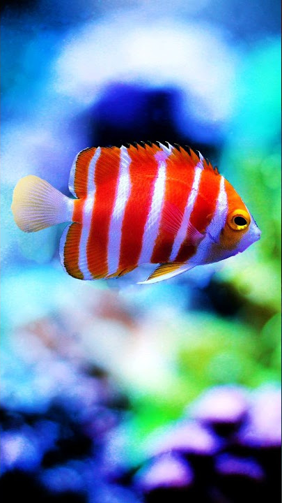 The most expensive fish🐠| Peppermint angelfish #shorts #shortsfeed #facts #viral #angelfish #fish