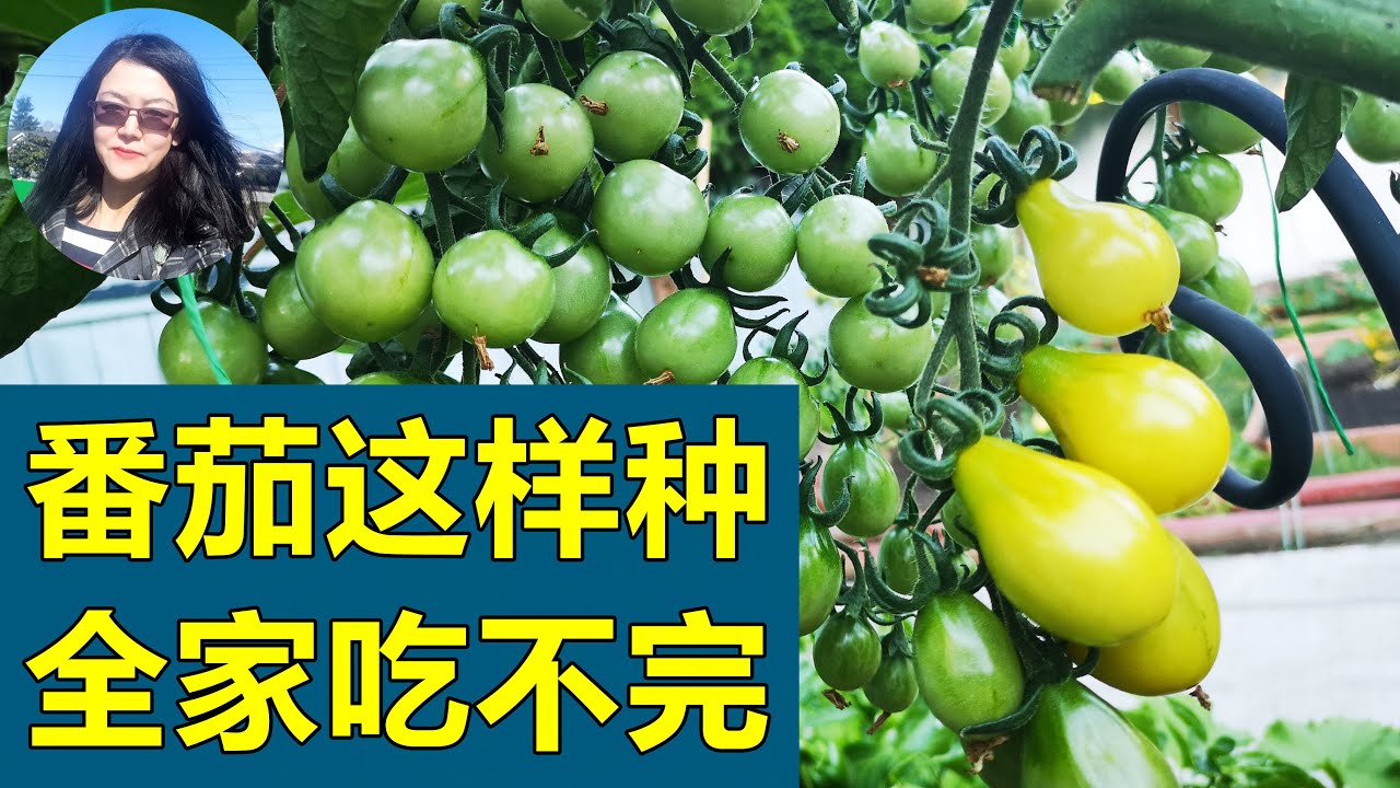 番茄/西红柿留多少穗花让产量最大化, 这一剪✂️很关键, 一棵结200个果不是梦