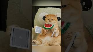 🍅 A Garota Mágica e os Tomates Voadores #viralvideo #shortvideo