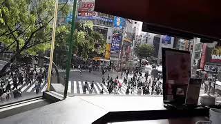 Holiday Special: Shibuya Scramble Crossing
