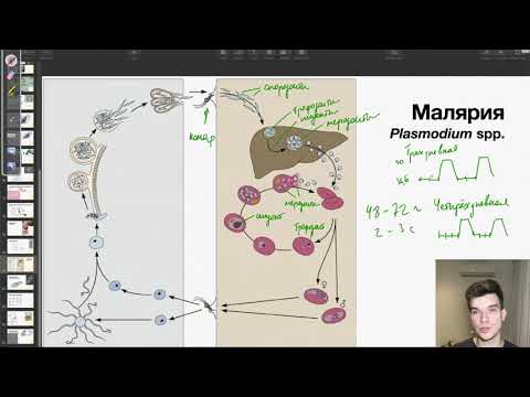 Жизненный цикл малярийного плазмодия | Биология ЕГЭ