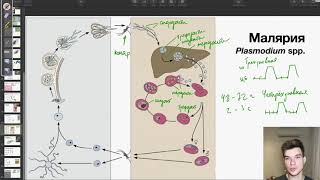 Жизненный цикл малярийного плазмодия | Биология ЕГЭ
