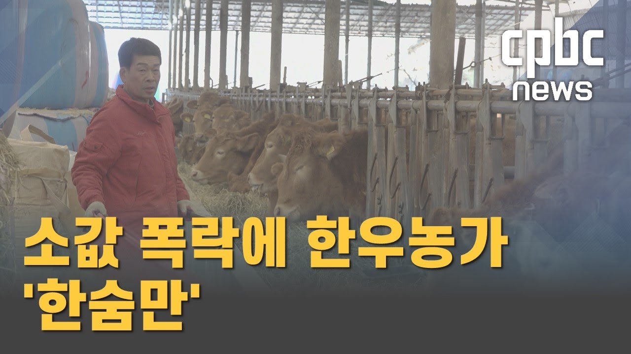 소값 폭락에 생산비 폭등까지···한우농가 