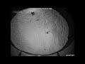 Ghost Crab escape response behavior Burrow 2