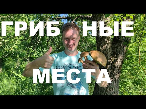 Грибные места. Белые грибы рядом с городом.