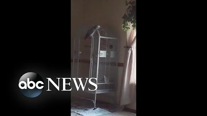 Talking Parrot May Be the Sole Witness to a Murder