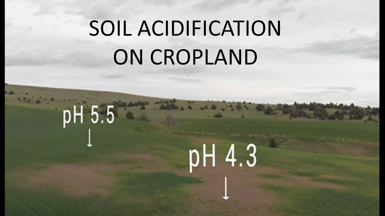 Acidification of Cropland Soil: Impact, Causes, and Solutions