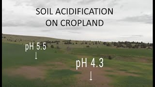Acidification of Cropland Soil: Impact, Causes, and Solutions