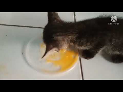 Video: Memberi Makan Kucing Diet Berbasis Alam - Makanan Kucing Liar