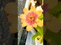 街に咲く美しい花達🌹🌼🏵️#林部智史#music#songs#flowersshorts#愛情