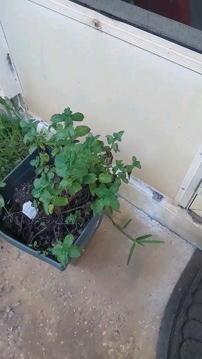 will-peppermint-hurt-my-chickens-youtube