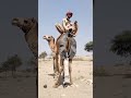 توجد طرق مختلفة لركوب الجمل يقوم حمر بتصوير فيديو وهو يركب جملا مرتديا حزاما