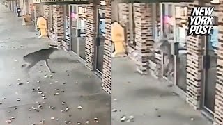 Deer Smashes Through Window Of Crowded Barbershop New York Post