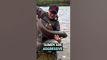 The Biggest Salmon 