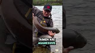 The biggest Salmon?