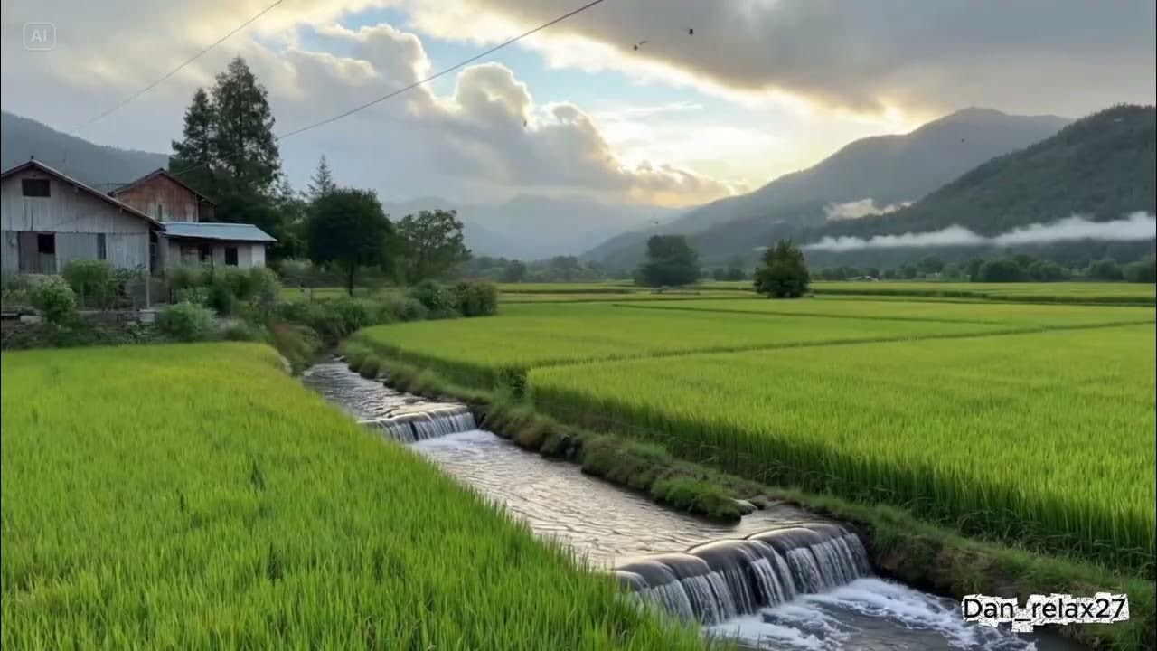 Instrumental Music with the Sound of Flowing Water Set in a Rice Field Scene Instrumental Music with the Sound of Flowing Water Set in a Rice Field Scene