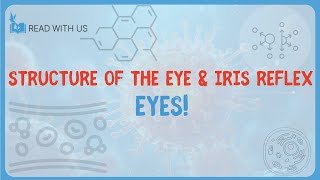 5.4 - Eyes 1 - Structure of the Eye & Iris Reflex#27BIO