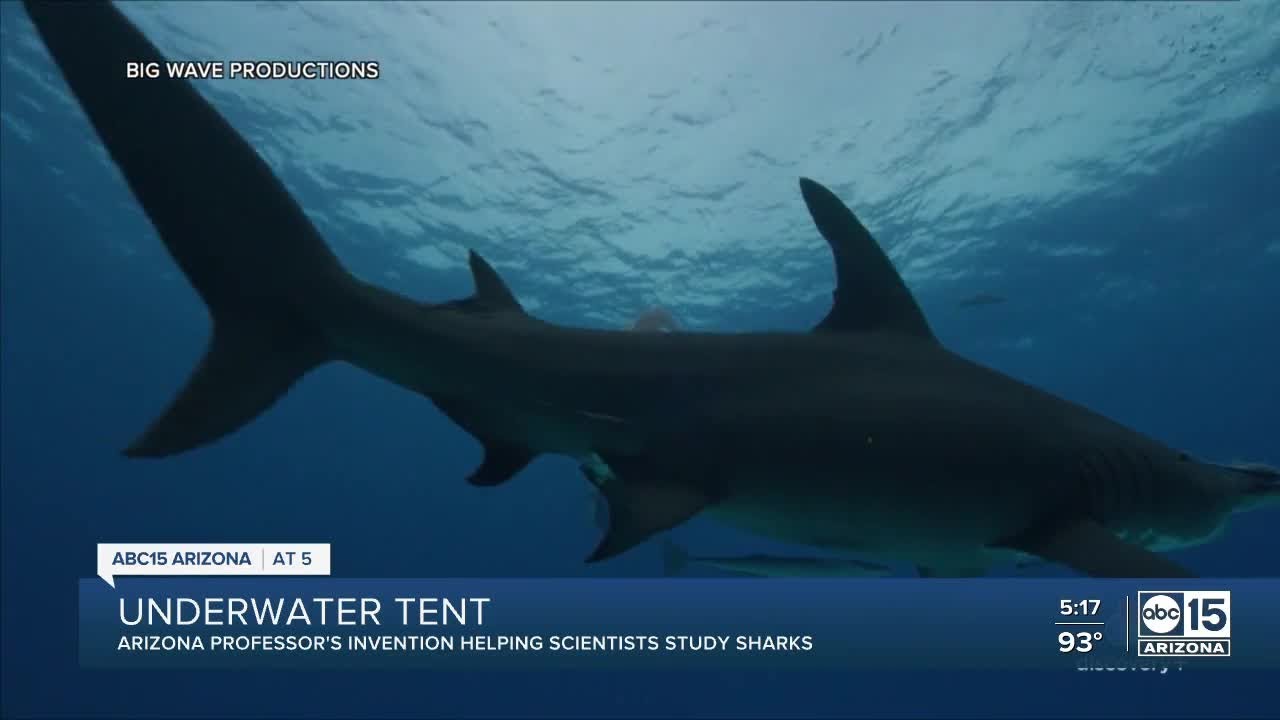 URGEAR Blocs de Construction de Requin Marteau - Océan sous Marin