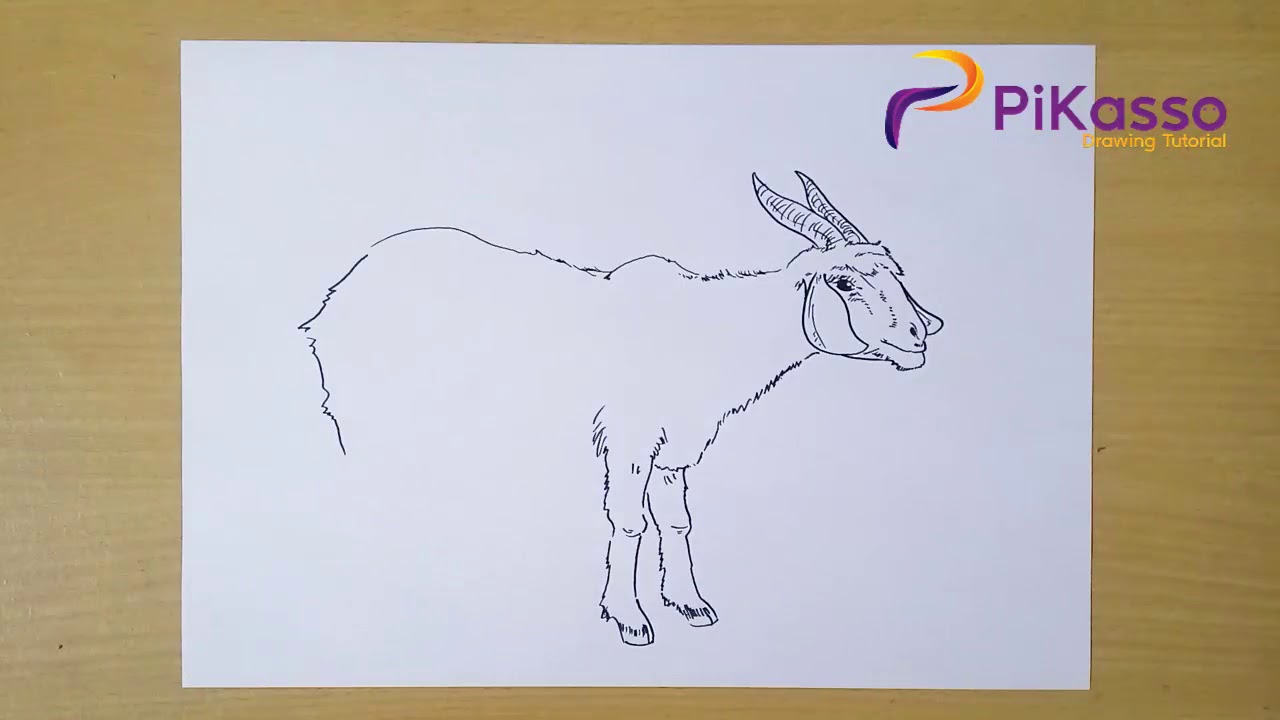 How to Draw Goat step by step - YouTube