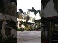 Kudrat ke anokhe rang🦜🦜🦜