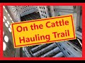On the Cattle Hauling Trail